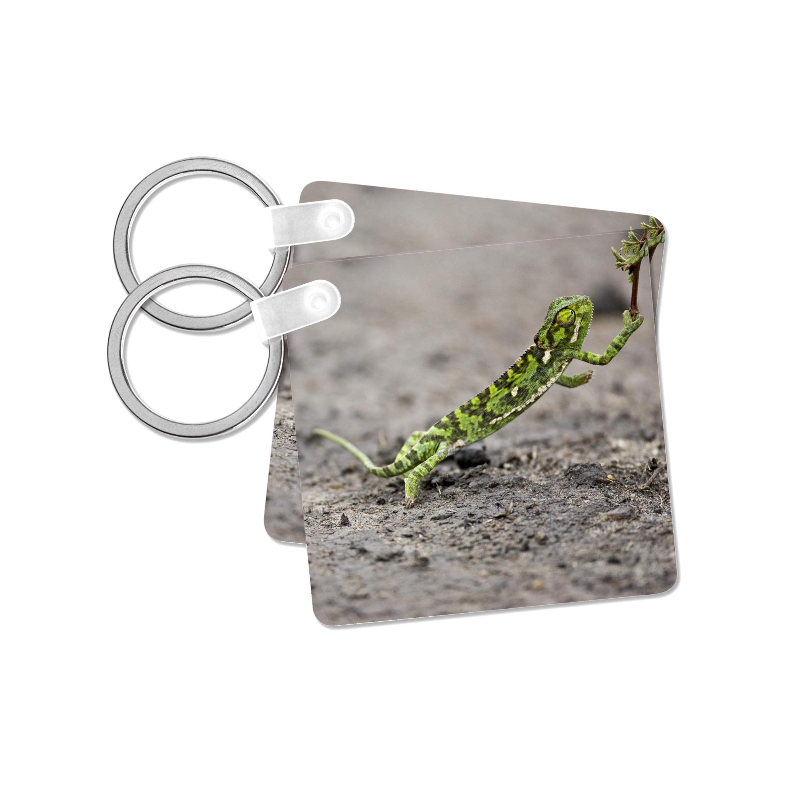 3dRose, Jacksons Chameleon lizard, Maasai Mara Kenya-AF21 JRE0263 - Joe Restuccia III, set of 4 Key Chains