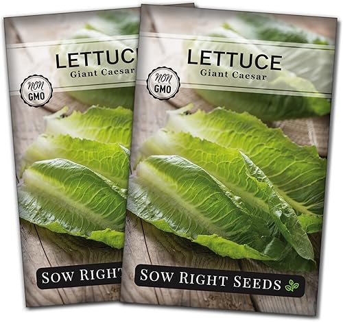 Miniatura 7 de Sow Right Seeds - Semillas de lechuga César gigante para plantar - Paquete de reliquia polinizada abierta sin OMG con instrucciones para cultivar