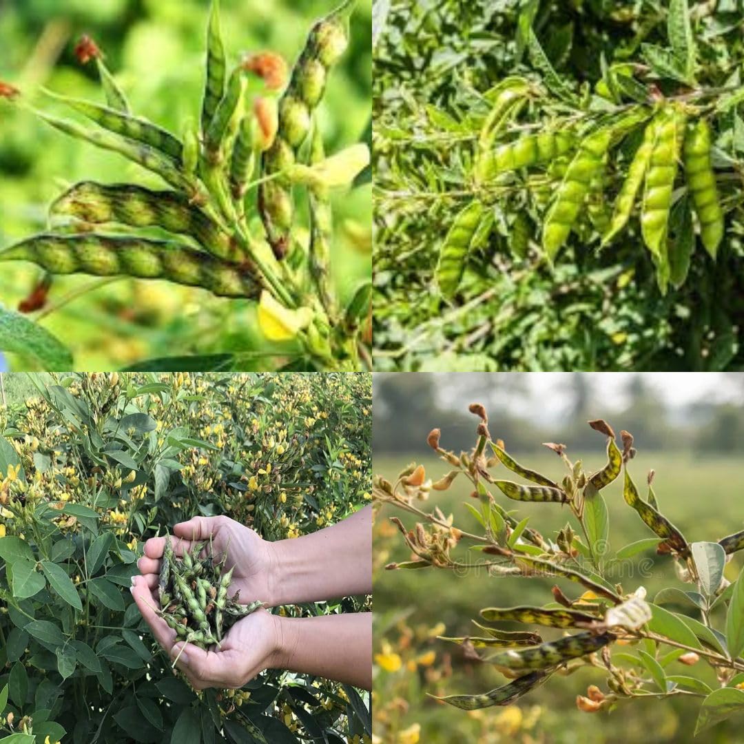 Tur Dal Seeds For Farming Arhar Seeds For Farming Hybrid PACK OF 200-picture-11