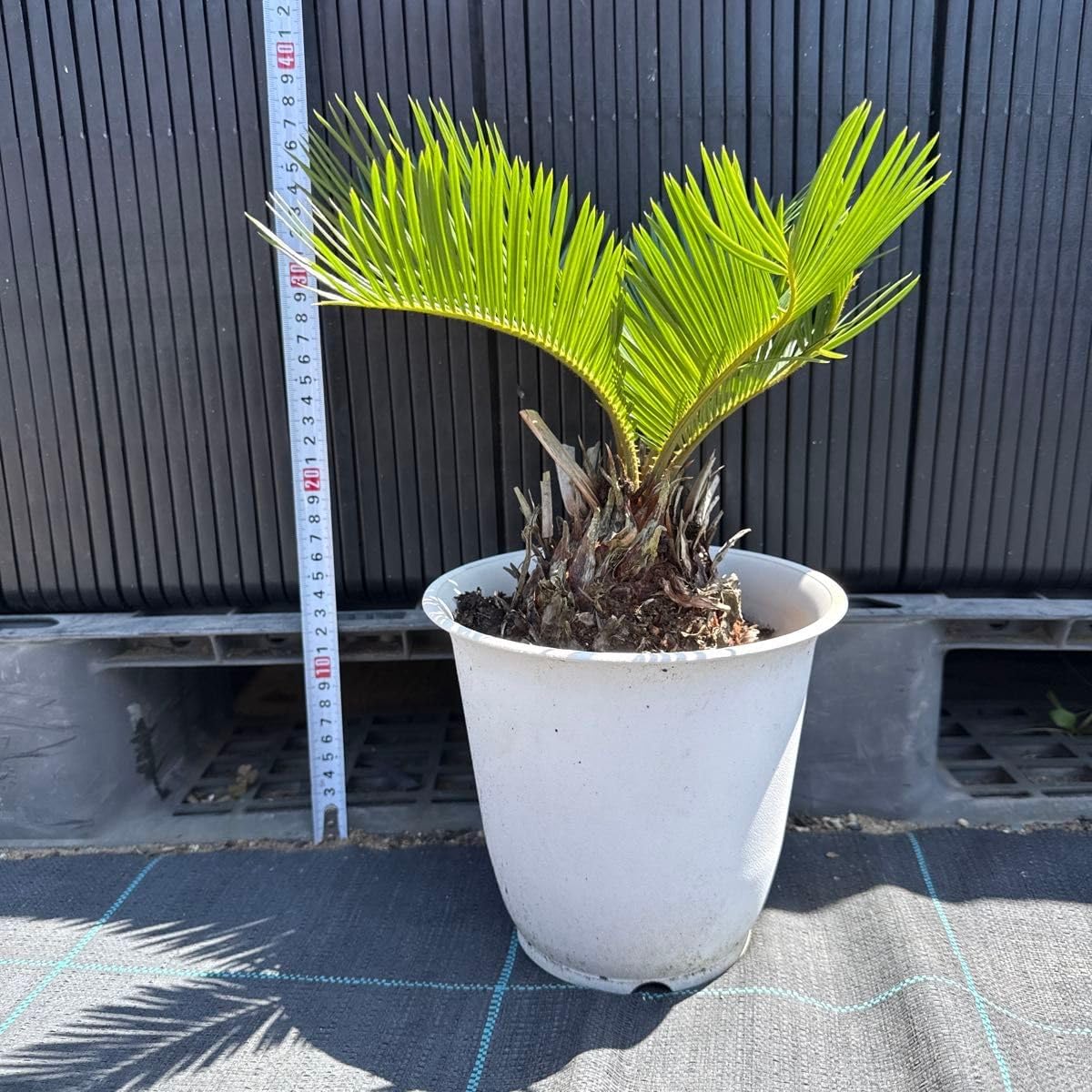 蘇鉄 ソテツ ガーデニング リゾート庭木 No.7