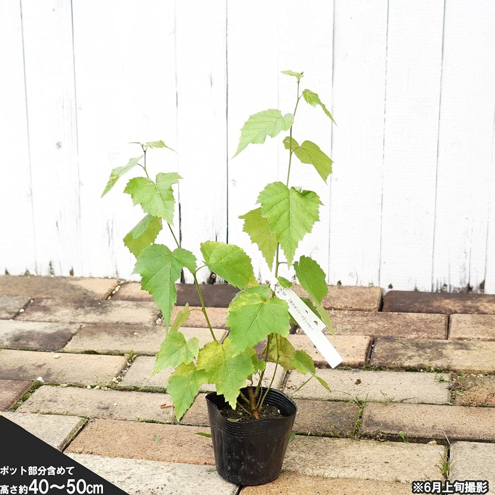 Amazon.co.jp: 白樺 シラカバ ポット苗 【里の木シリーズ】 : DIY