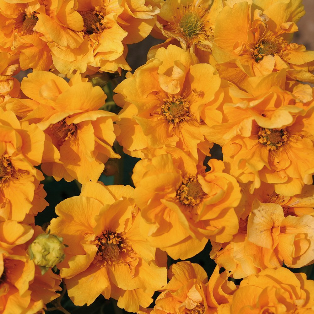 Plant Me Now 1258556 Geum Sunrise Premium Plug Plant - Golden Yellow (Pack of 5)