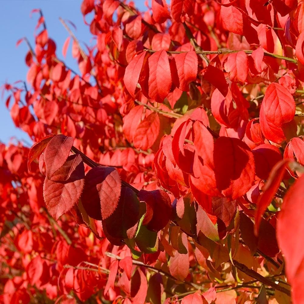Brighter Blooms - Dwarf Burning Bush, 1 Gallon - No Shipping to AK, AZ, HI, IA, MA, MD, ME, MO, NH, NY, OR, PA, VT, WI