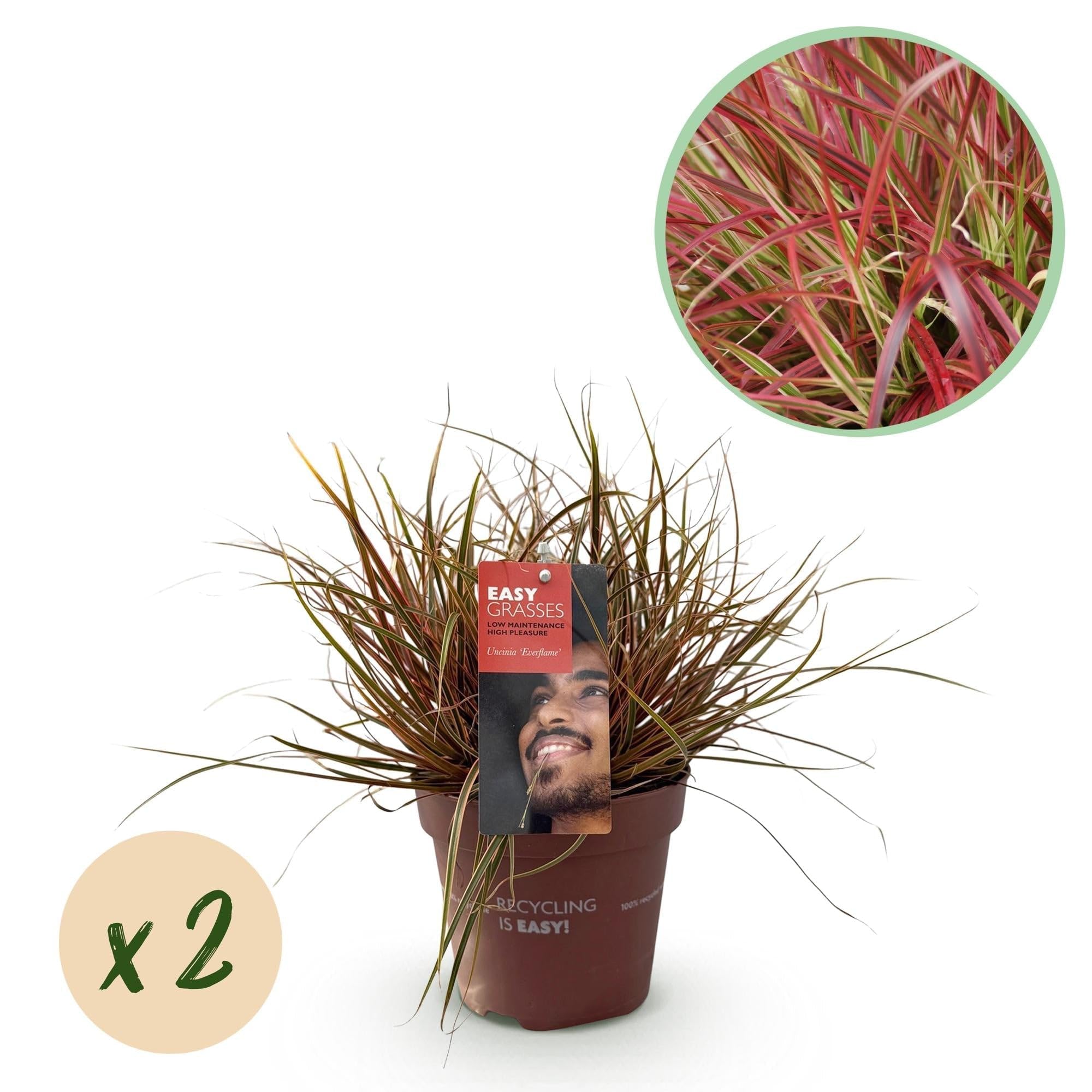Trawa mahoń, Uncinia rubra Everflame, 4 rośliny, zimozielona, trawa ozdobna z czerwonymi liśćmi, łatwa w pielęgnacji, Ø 17 cm, wysokość ok. 50 cm