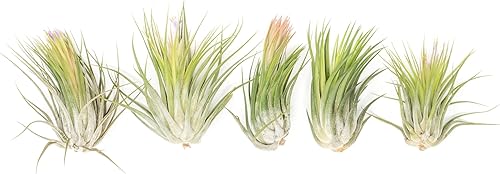 Air Plant Shop XL Tillandsia Ionantha Scaposa - Venta al por mayor y a granel - Suculentas - Tillandsia viva - Plantas de interior y exterior de
