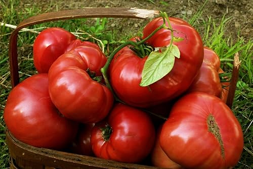 Más de 75 semillas de tomate reliquia de brandywine rosa