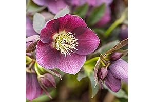 Early-Blooming Hellebore Plants for Woodland Gardens and Shade Borders