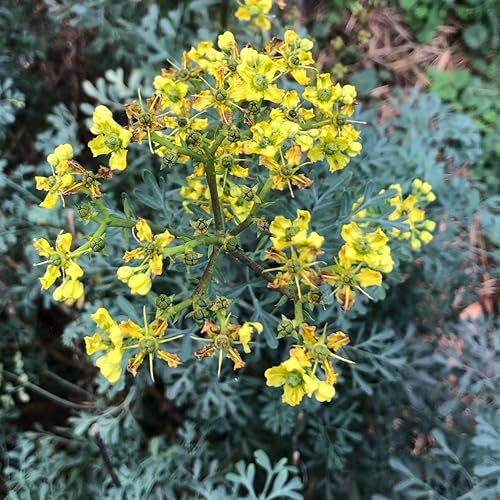 Miniatura 9 de Semillas de Rue Orgánicas (Ruta graveolens) 100 Semillas (0.01 oz) - Rue Común, Garden Rue, Rue alemana, Hierba de Gracia, Herbe à la Belle-Fille,