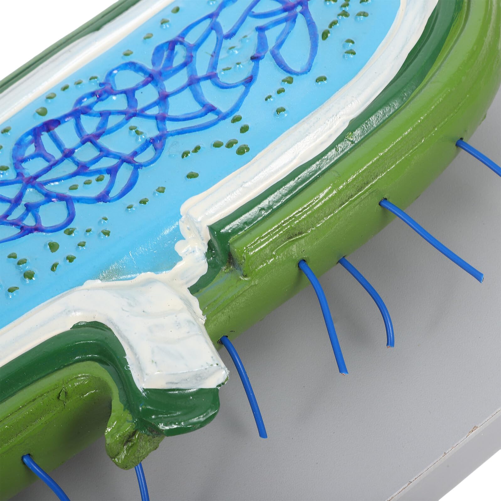 Vergrößertes Zellkernmodell aus Kunststoff für Biologieunterricht | Detaillierte Zellorganellen Darstellung, Demonstrationsmodell für Schüler, Naturwissenschaftlicher Unterricht