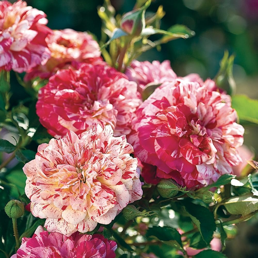 Heirloom Roses Rose Plant - All-American Magic™ Multi Colored Rose Bush, Live Grandiflora Rose Plant for Planting Outdoor