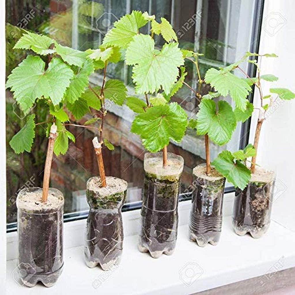 See full amazon price history chart for Creative Farmer House Tropical Fruit Live Plant - Grape Vitis Vinifera Black Seedless (1 Plant) Easy Care (Healthy (PLANT-10-GRAPE|5YKA@) Creative Farmer House Tropical Fruit Live Plant - Grape Vitis Vinifera Black Seedless (1 Plant) Easy Care (Healthy (PLANT-10-GRAPE|5YKA@) (B09HCQFK19) Amazon Price History, Amazon Price Tracker