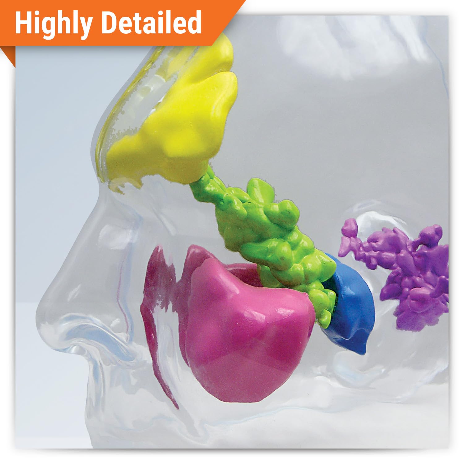 GPI Anatomicals - Clear Sinus Model, Replica for Human Anatomy and Physiology Education, Anatomy Model for Doctor's Offices and Classrooms, Medical Learning Resources