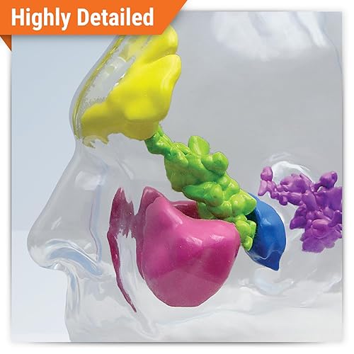 Miniatura 2 de GPI Anatomicals - Clear Sinus Model, Replica for Human Anatomy and Physiology Education, Anatomy Model for Doctor's Offices and Classrooms, Medical