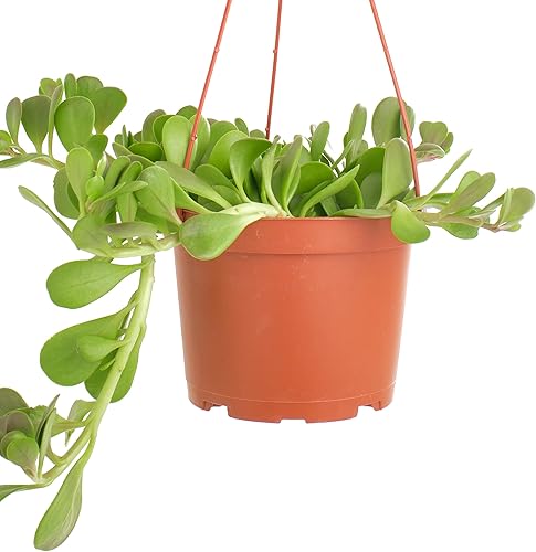 Miniatura 4 de Shop Succulents Planta Suculenta de Jade Rastrero, Senecio Jacobsenii, Planta Suculenta Viva de 6 Pulgadas Completamente Enraizada con Colgador,