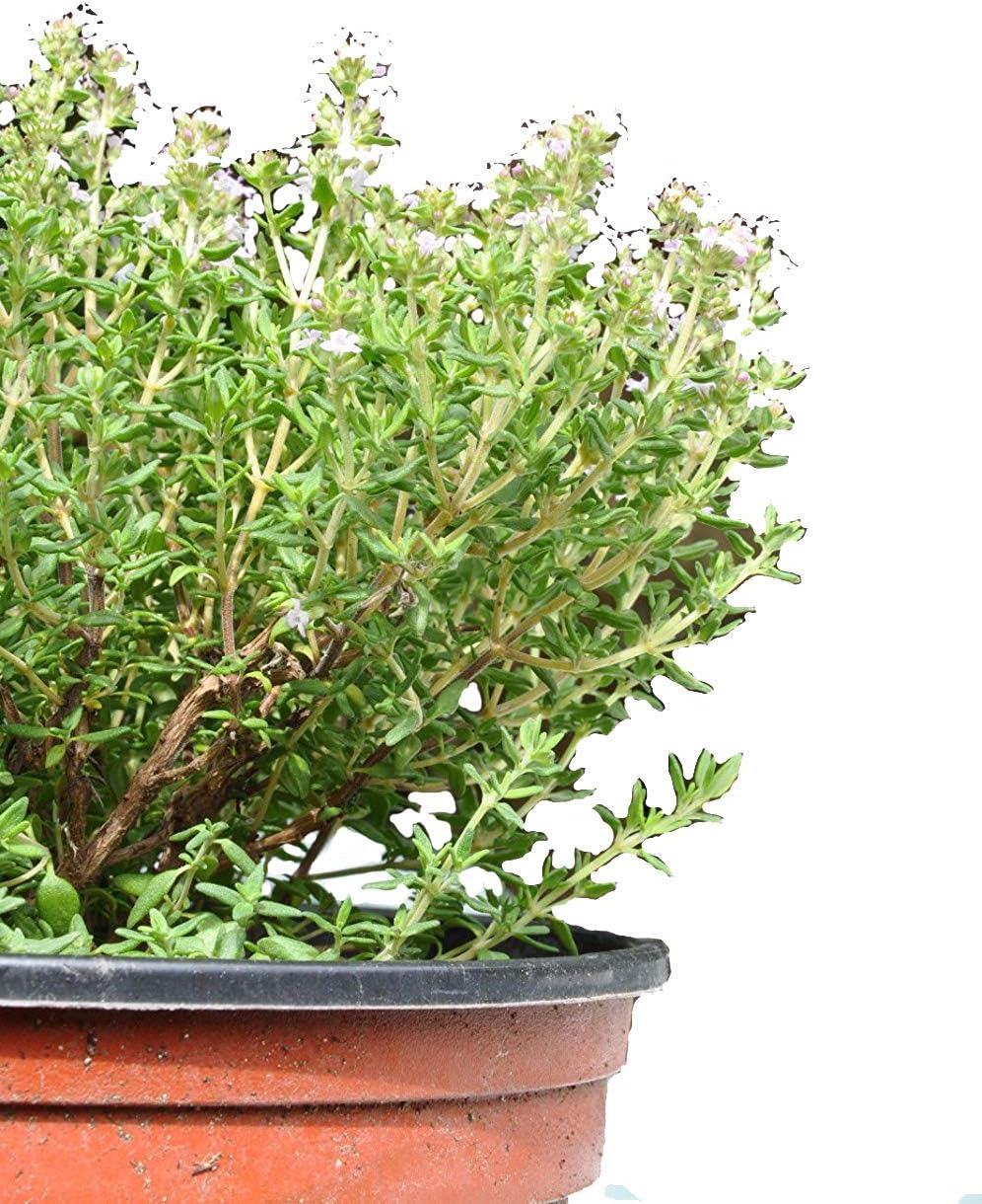 1380 Organic English Thyme Seeds ~ Savory Culinary Perennial ~ Spice 194mg