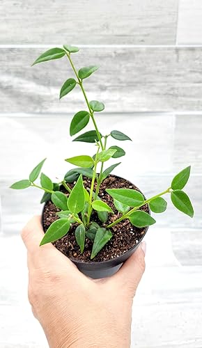 Miniatura 8 de Hoya Bella Lanceolata Maceta de 4 pulgadas para vivero, plantas tropicales exóticas vivas y raras, plantas de interior fáciles de cultivar, regalo