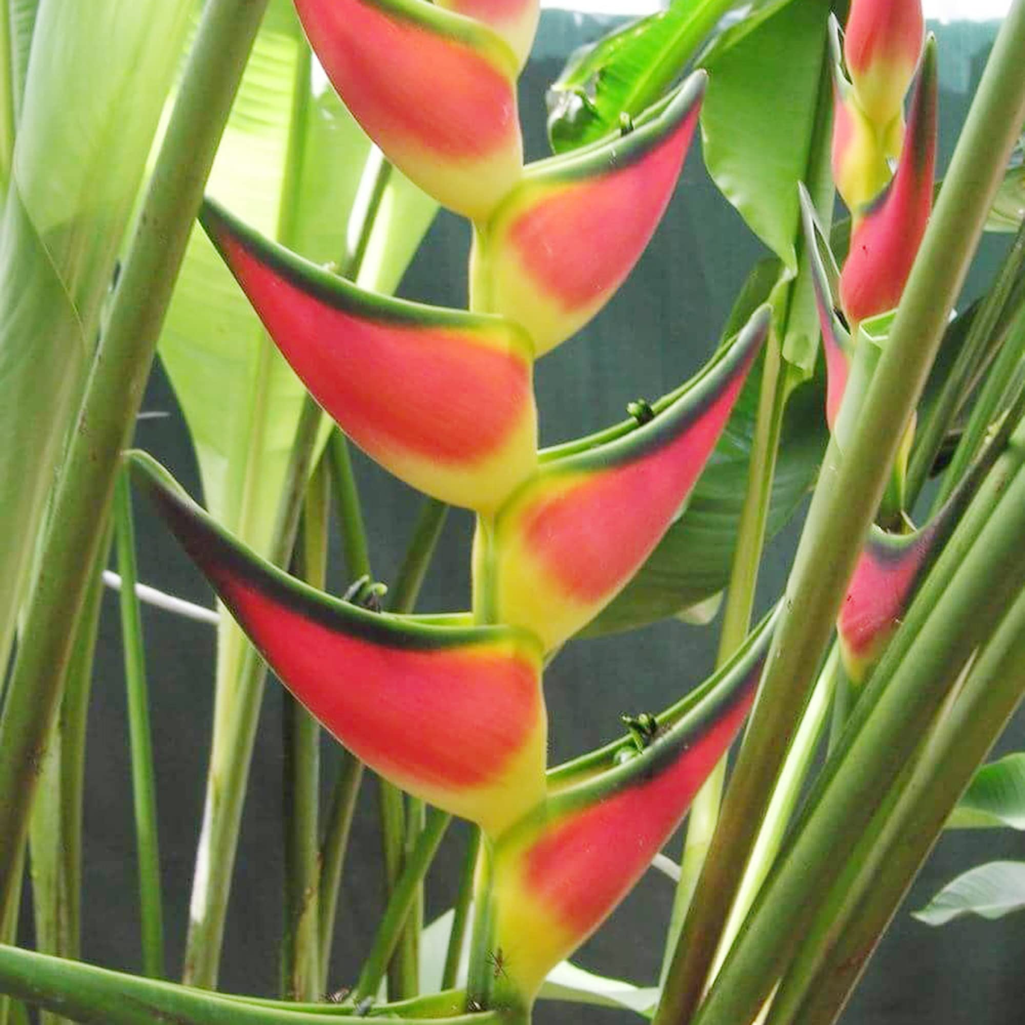 Heliconia Aurantiaca Seeds Heliconia Rostrata Perennial Long Lasting Showy Heat & Humidity Tolerant Ornamental Cut Flowers Attracts Hummingbirds 55Pcs Flower Seeds by YEGAOL Garden