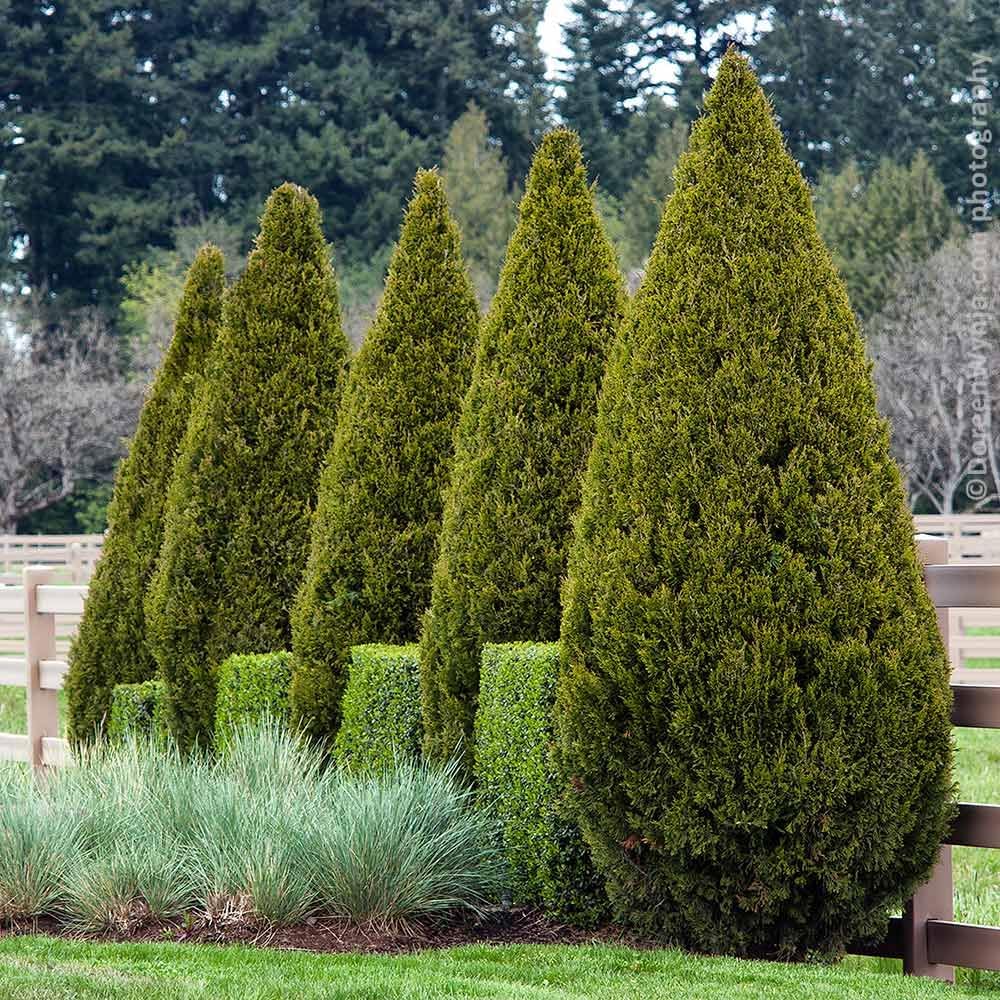 Brighter Blooms - Southern Living® Spartan Juniper, 2-3 ft. - No Shipping to AK, AZ, CA, HI