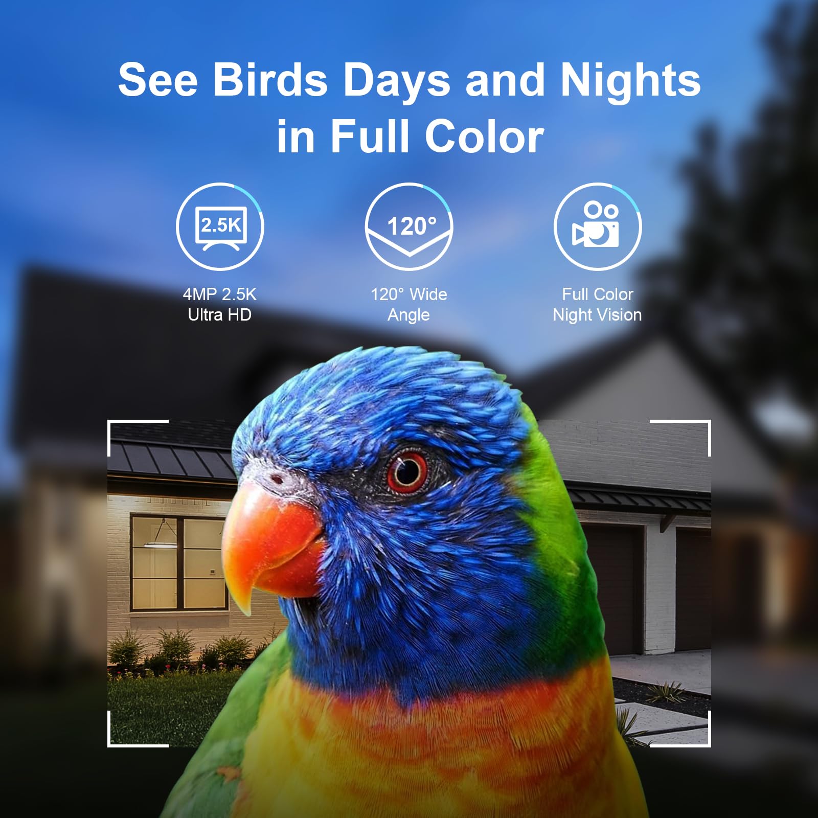 Mangiatoia Intelligente Per Uccelli Con Fotocamera Solare 4MP 2.5K – Riconoscimento AI Di 11000 Specie, 64GB