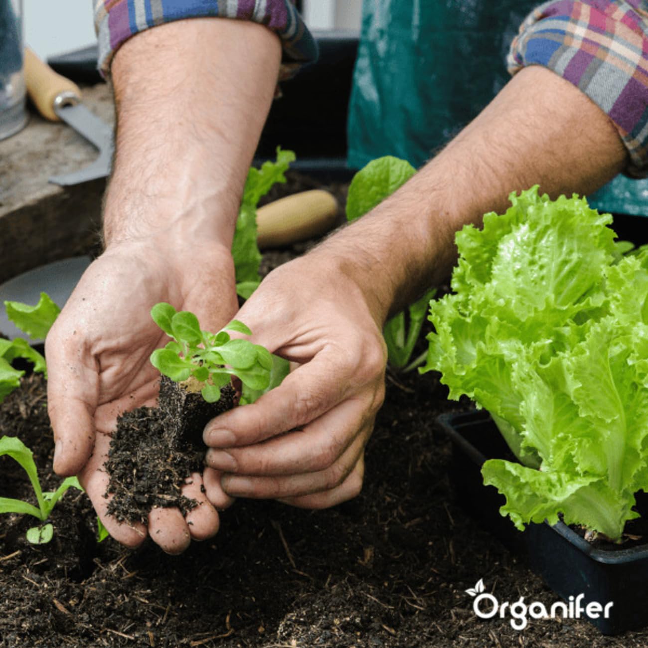 Paquete De Semillas De Lechuga | Semillas De Lechuga - Semillas De Rúcula - Semillas De Perejil - Semillas De Rábano - Cerezas De Piña - Organifer