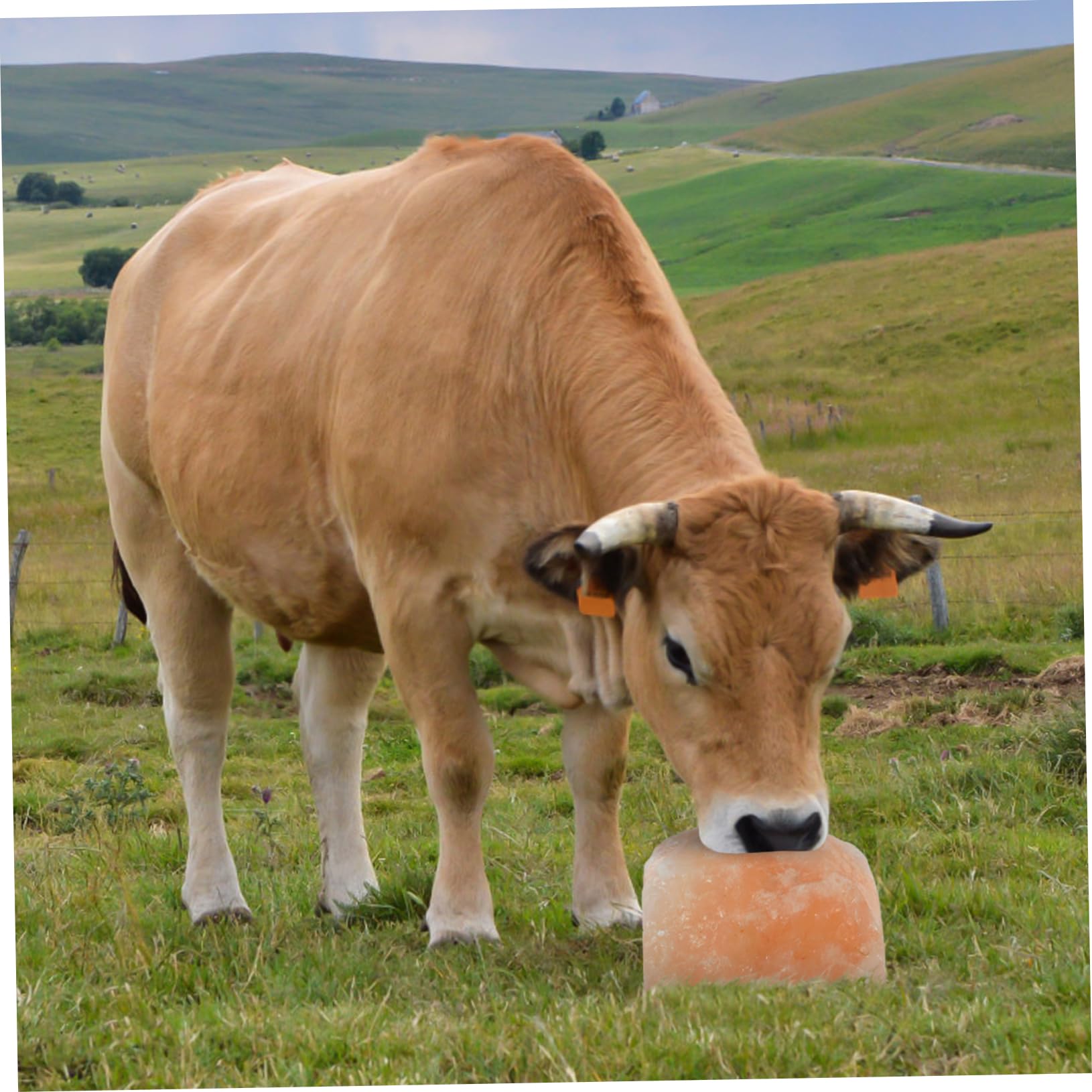 Hohopeti 2kg Bloque De Natural Para Ganado Con Cuerda De Para Lamer Animales De Para Vacas y Ciervos