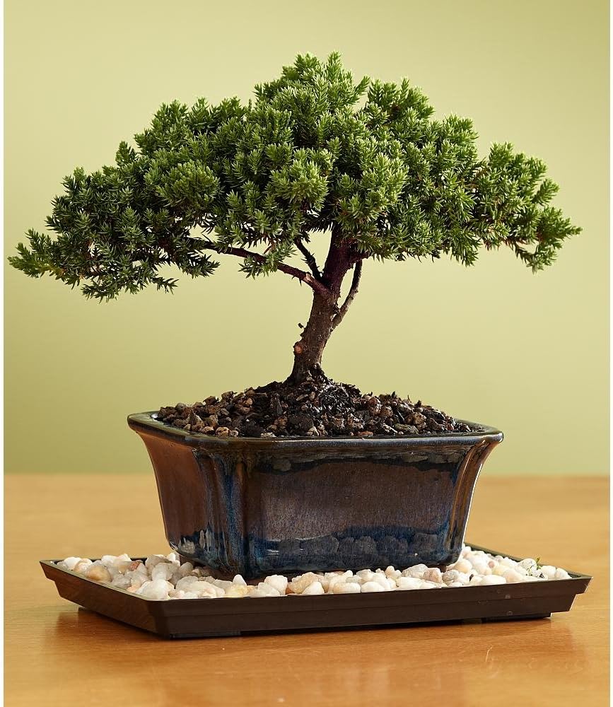 Indoorbonsaiandexotics juniper with tray and pebbles bonsai tree