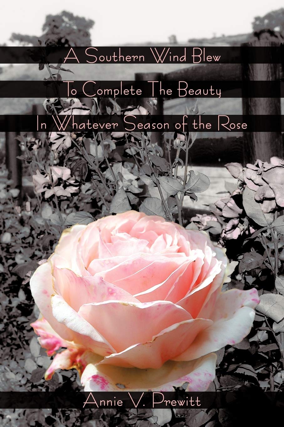 A Southern Wind Blew To Complete The Beauty In Whatever Season of the Rose