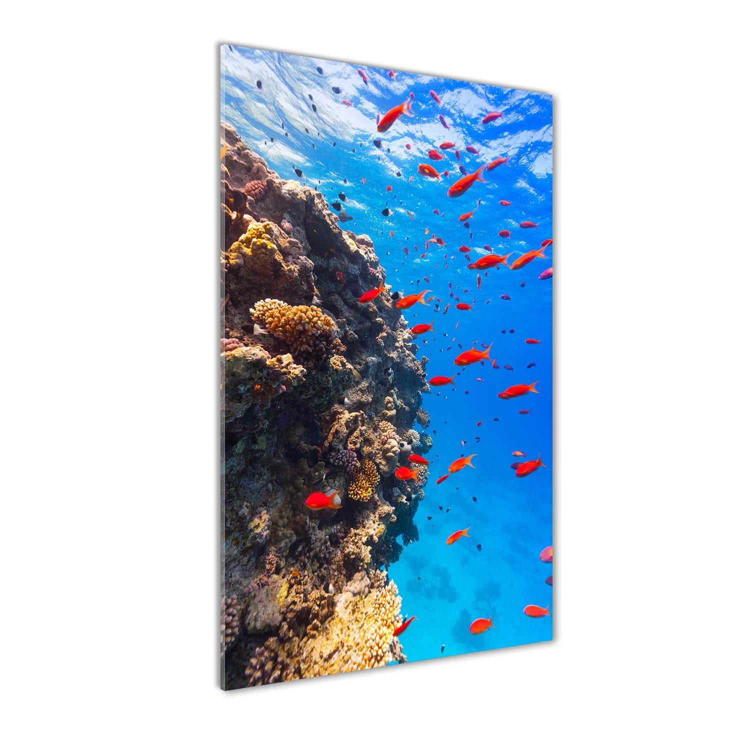 Image sur verre acrylique Tulup 50x100 pour une décoration murale moderne d'animaux marins