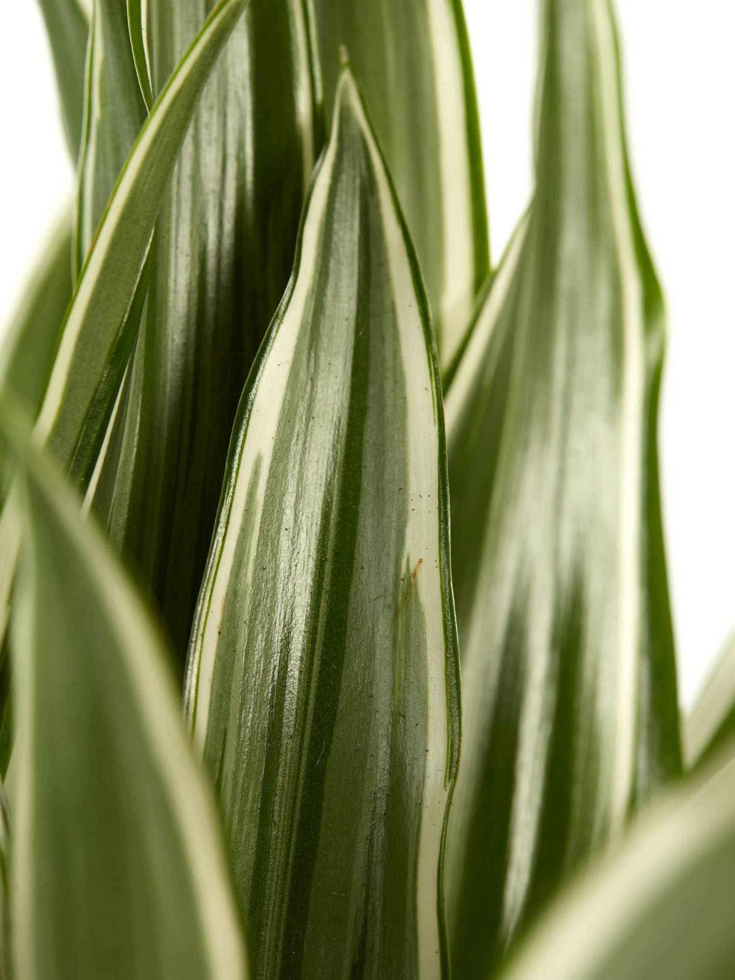 Dracaena weien Streifen | Zimmerpflanze | Hhe 60 cm | Topf 17 cm |  einfache Wartung : Amazon.de: Garten