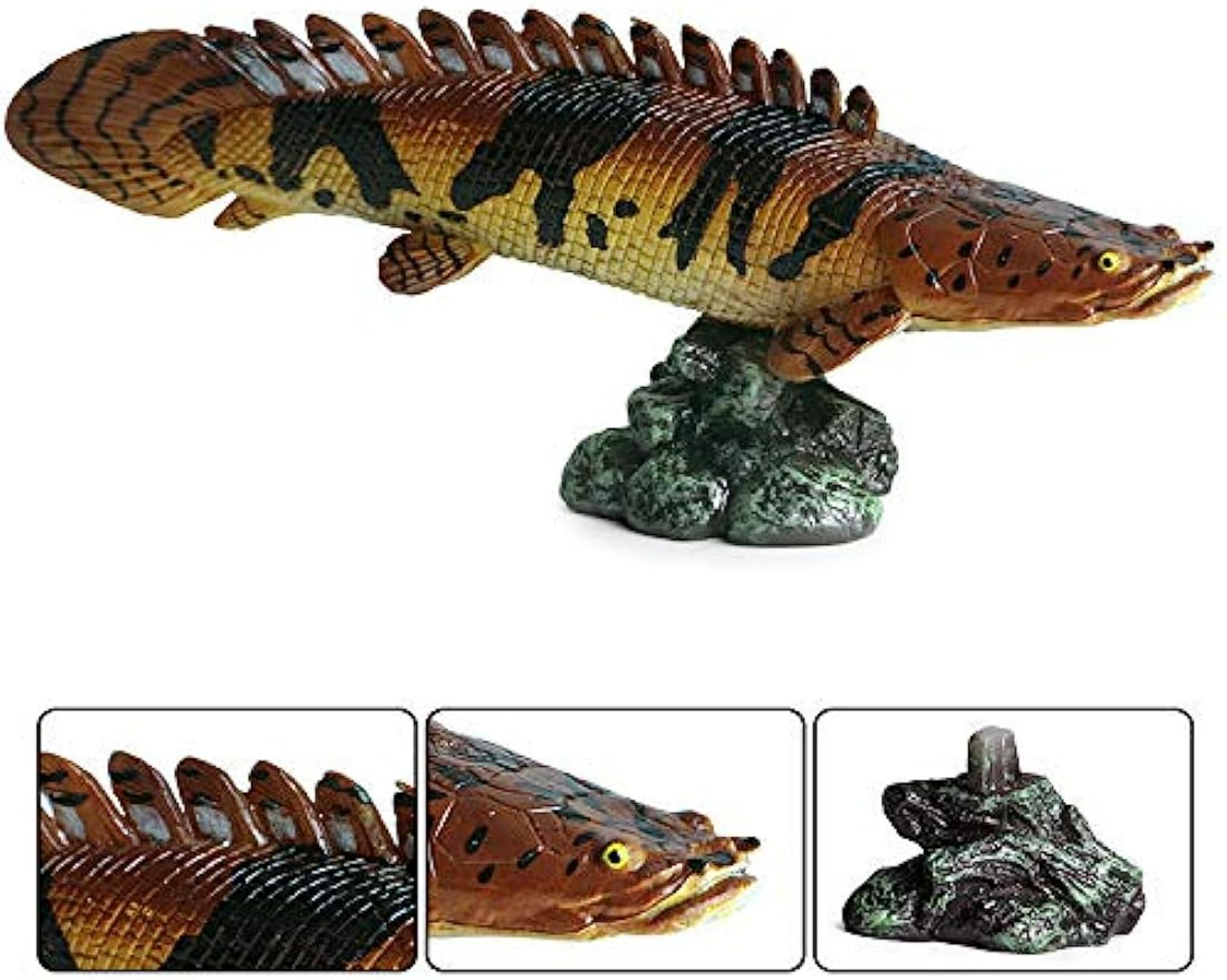 Amazon.co.jp: EUHELOPA ポリプテルス・デルヘッツィ 海洋動物 魚類
