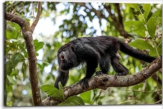 Howler monkey standing a tree branch Belize rainforest Canvas Wall Art Decor Paintings Pictures for Bedroom Wall Decor Above Bed Living Room Wall Decoration Bathroom Office Artwork