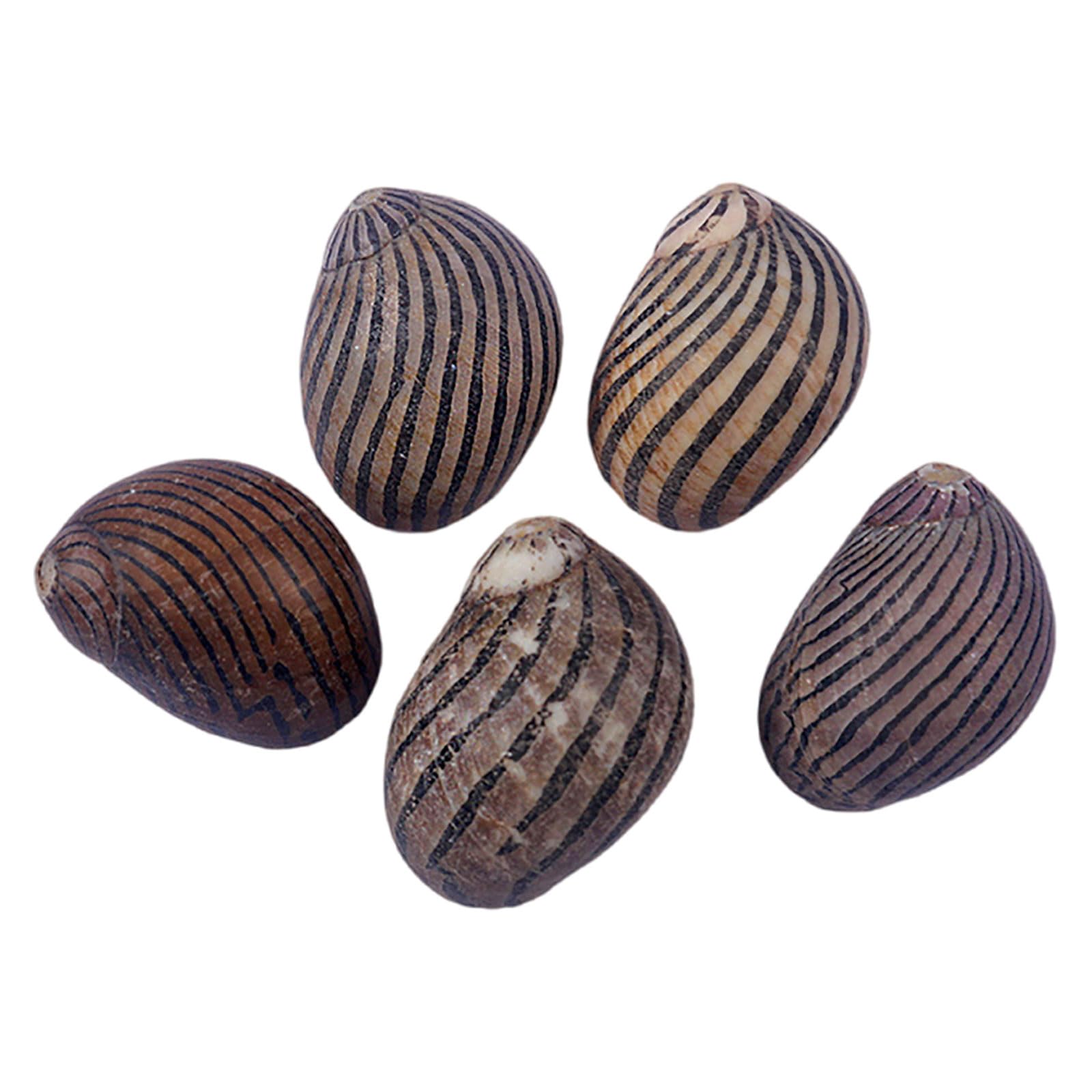 LuMOUzhou Hermit Crab Shells
