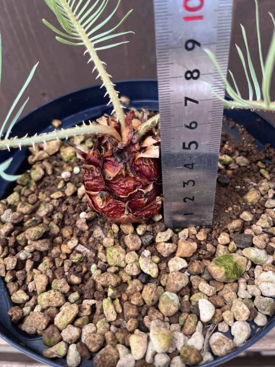 サイカス　カイルンシアナ　超赤肌 サイカス カイルンシアナ 超赤肌 サイカス・カイルンシアナ | trigger