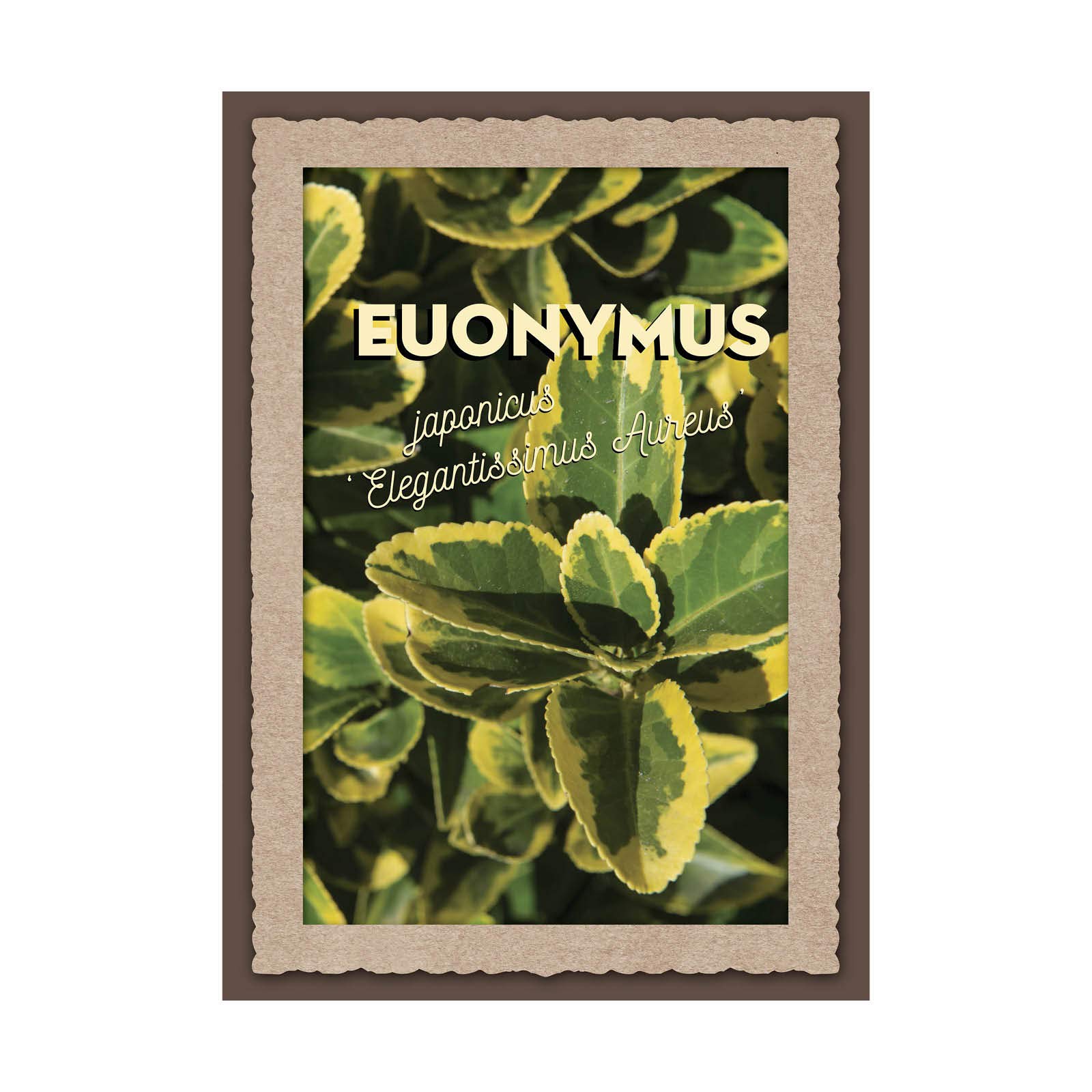 Vannucci Piante - Euonymus japonicus Elegantissimus Aurea, Evonimo Elegantissimus Aureus, Evonimo del Giappone, Pianta vera in vaso di Vannucci Piante, Cespuglio, Pianta da siepe, Pianta da terrazzo