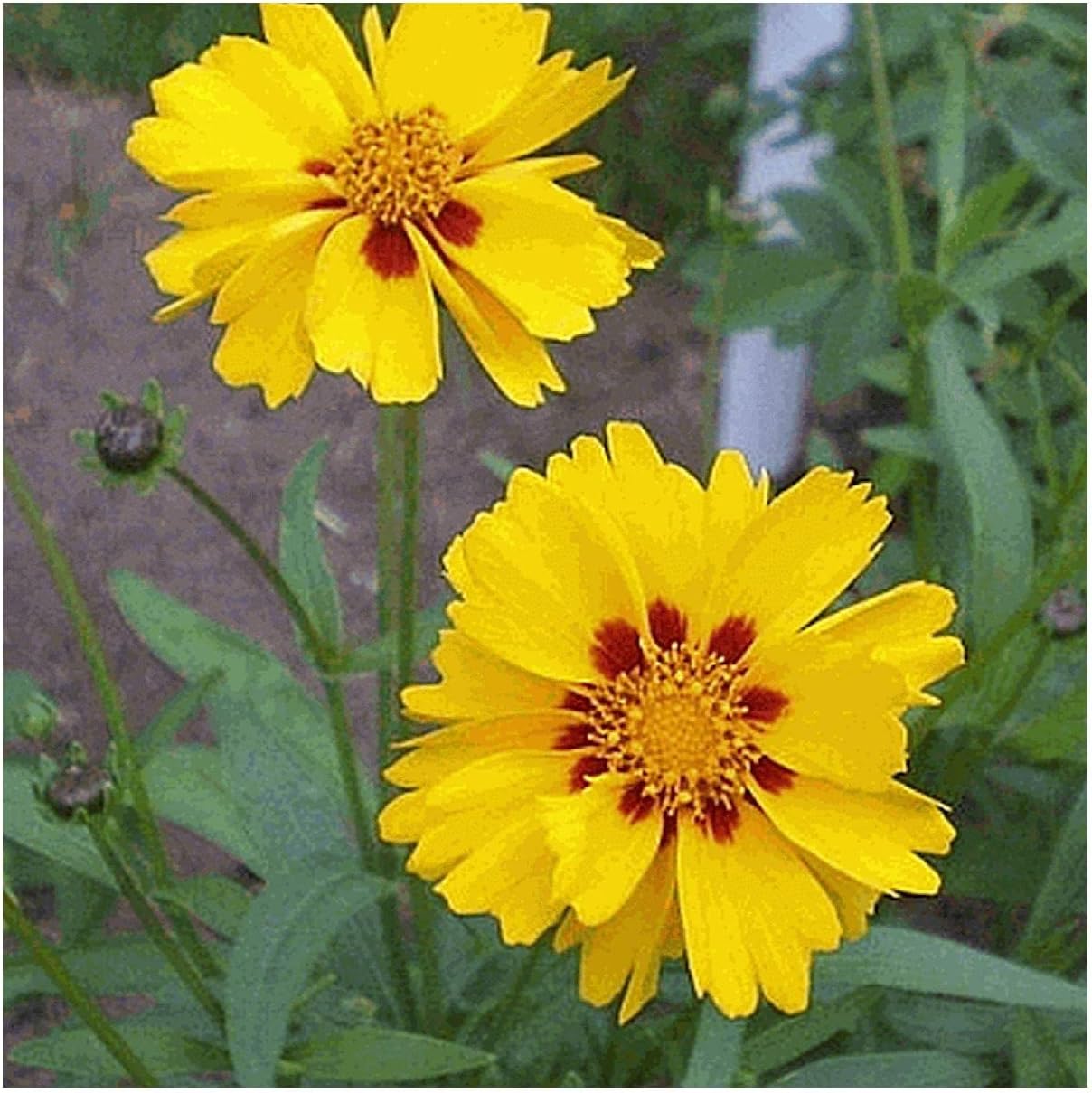 Everwilde Farms - 1 Lb Largeflower Tickseed Native Wildflower Seeds - Gold Vault