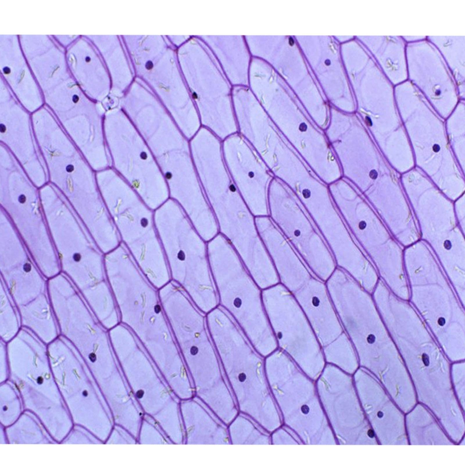25pcs Microscopio Porta Oggetti Microscopio, vetrini in Vetro per mitosi vegetale, Microscopio Accessori per Laboratorio Scientifico Biologico