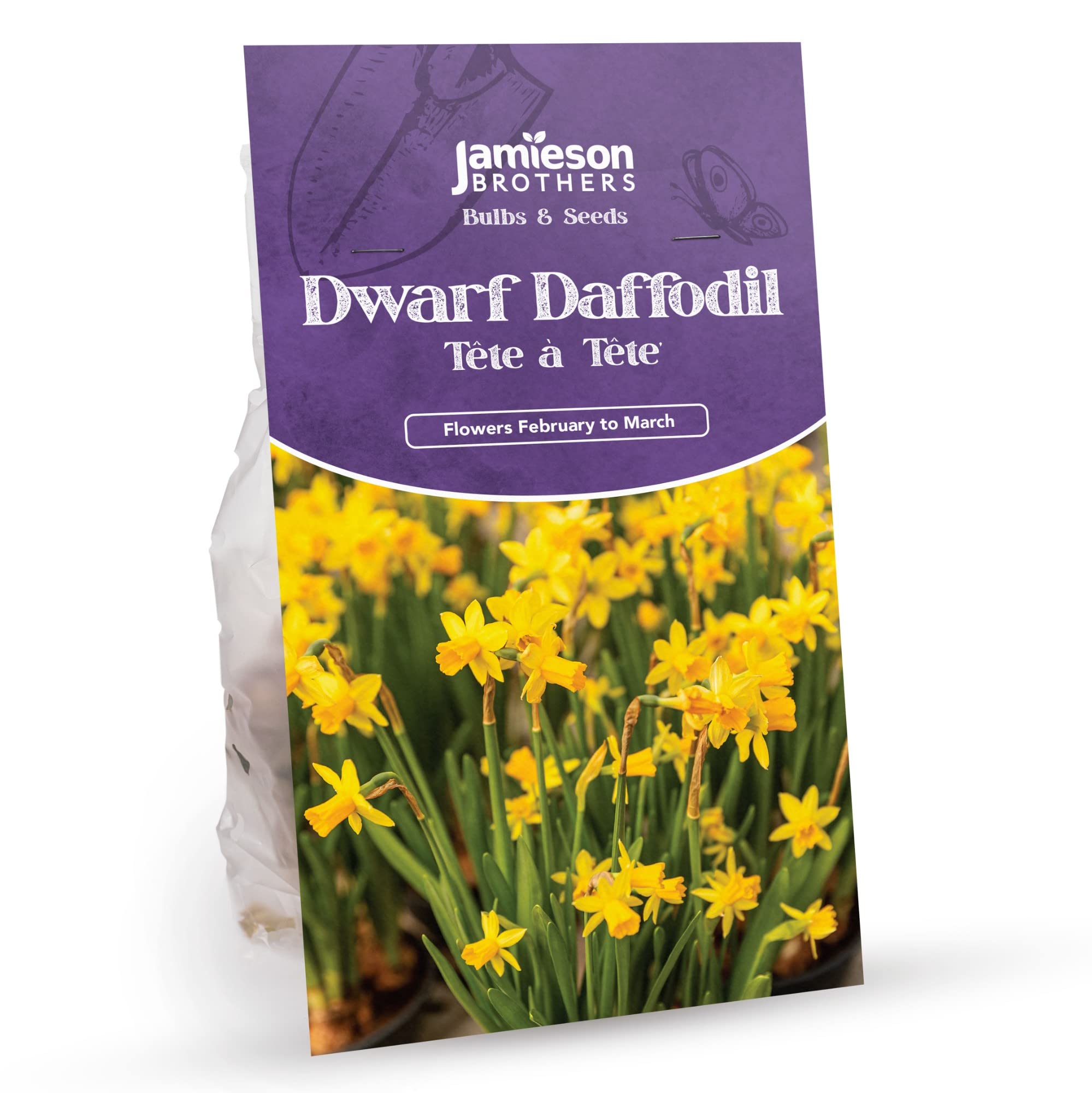 Tete a Tete Daffodil Bulbs 180 Bulb Pack Miniature Dwarf Yellow Colour โ Plant in Gardens, Borders & Flowerbeds โ Flower Bulbs by Jamieson Brothers