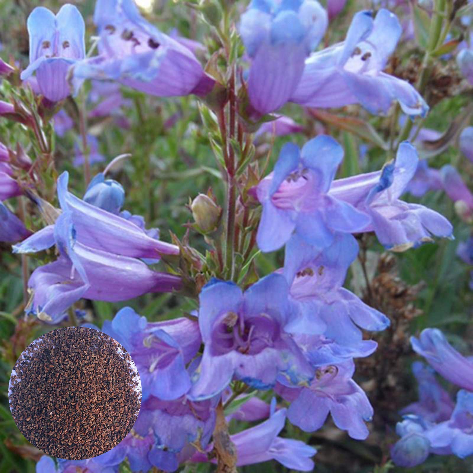 Buy 50pcs Flower Decorative Drought Tolerant Easy to Survive Light Blue