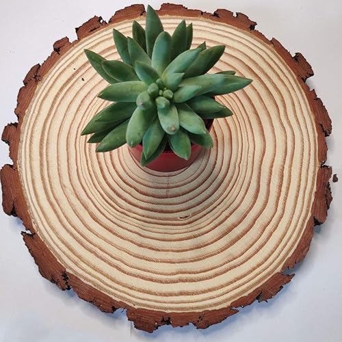 Miniatura 2 de Losas redondas de madera de pino natural, paquete de 5 rebanadas redondas de madera rústica, de 9 a 11 pulgadas, rodaja de corteza de árbol rústico,