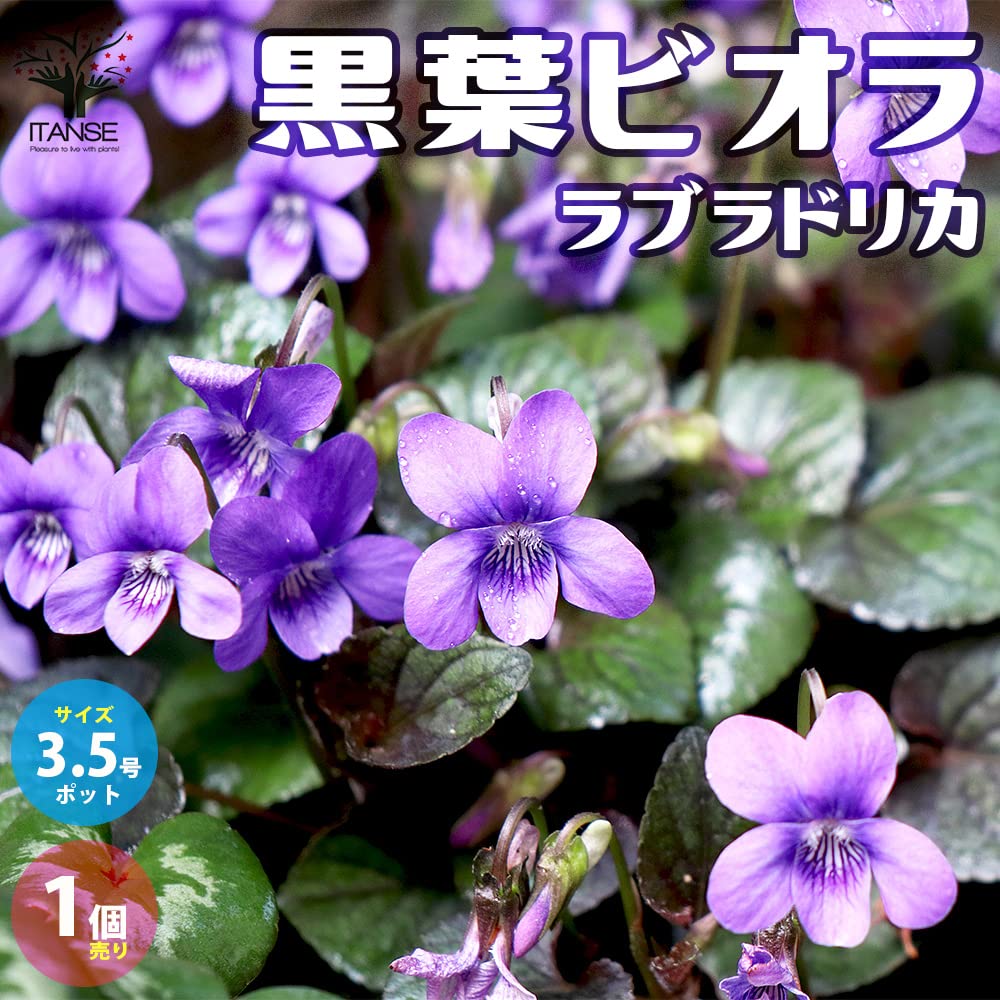 Amazon.co.jp: 黒葉ビオラ ラブラドリカ 10.5cmポット 1個売り