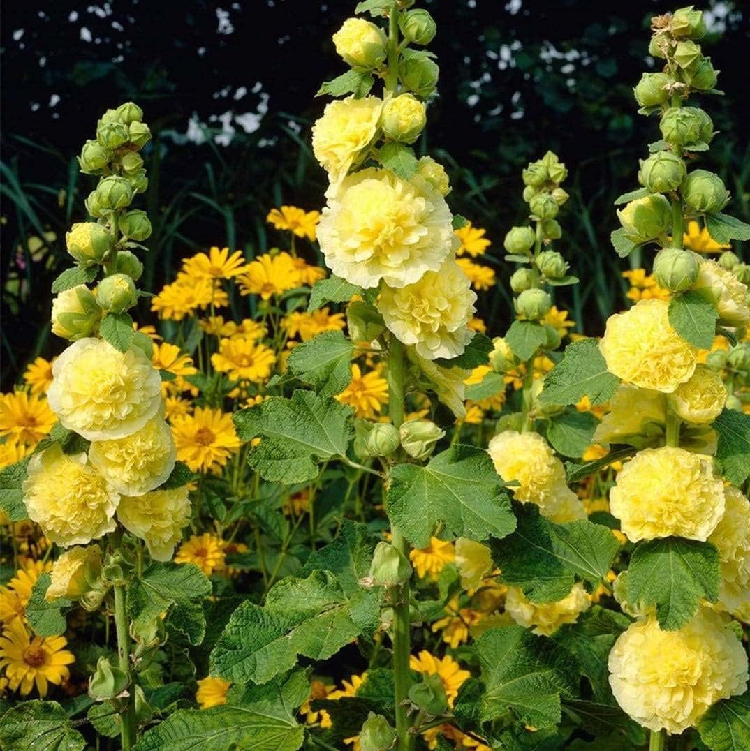 Votaniki Hollyhocks Alcea Rosea Yellow Roots - Long-Lasting Chater's Yellow, Perennial Flowering Roots | Vibrant Blooms - Easy to Grow (4 Pack)