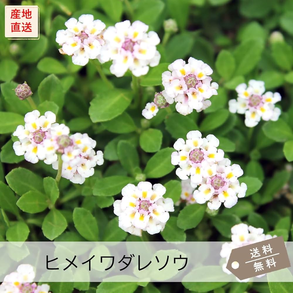 ケツヨ　　ヒメイワダレソウ　10キロ Amazon.co.jp: ヒメイワダレソウ（リピア）・クリーピングタイム