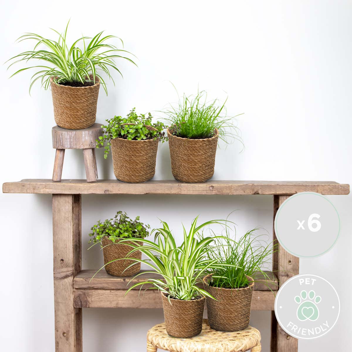 Bloomique - Lot de 6 - Plantes sans danger pour les animaux - Chlorophytum, Cyperus, Callisia - Plantes d’intérieur - Hauteur 20-30 cm - Panier en jonc de mer 12 cm