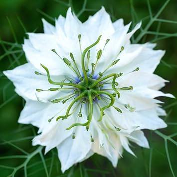 Eden Brothers Love in a Mist Seeds Miss Jekyll - Thumbnail 2