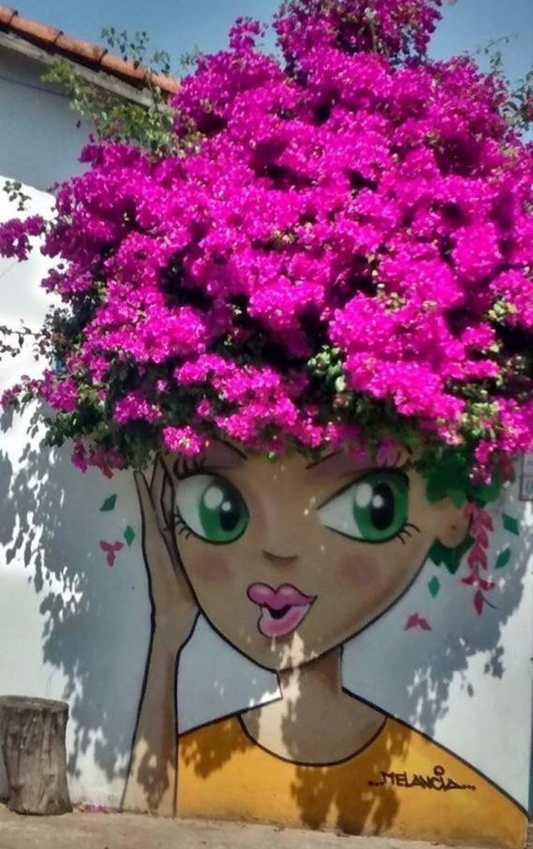 BOUGAINVILLEA FUCSIA CESPUGLIO XXL, VASO 19 CM DIAMETRO, BUGANVILLEA, pianta vera
