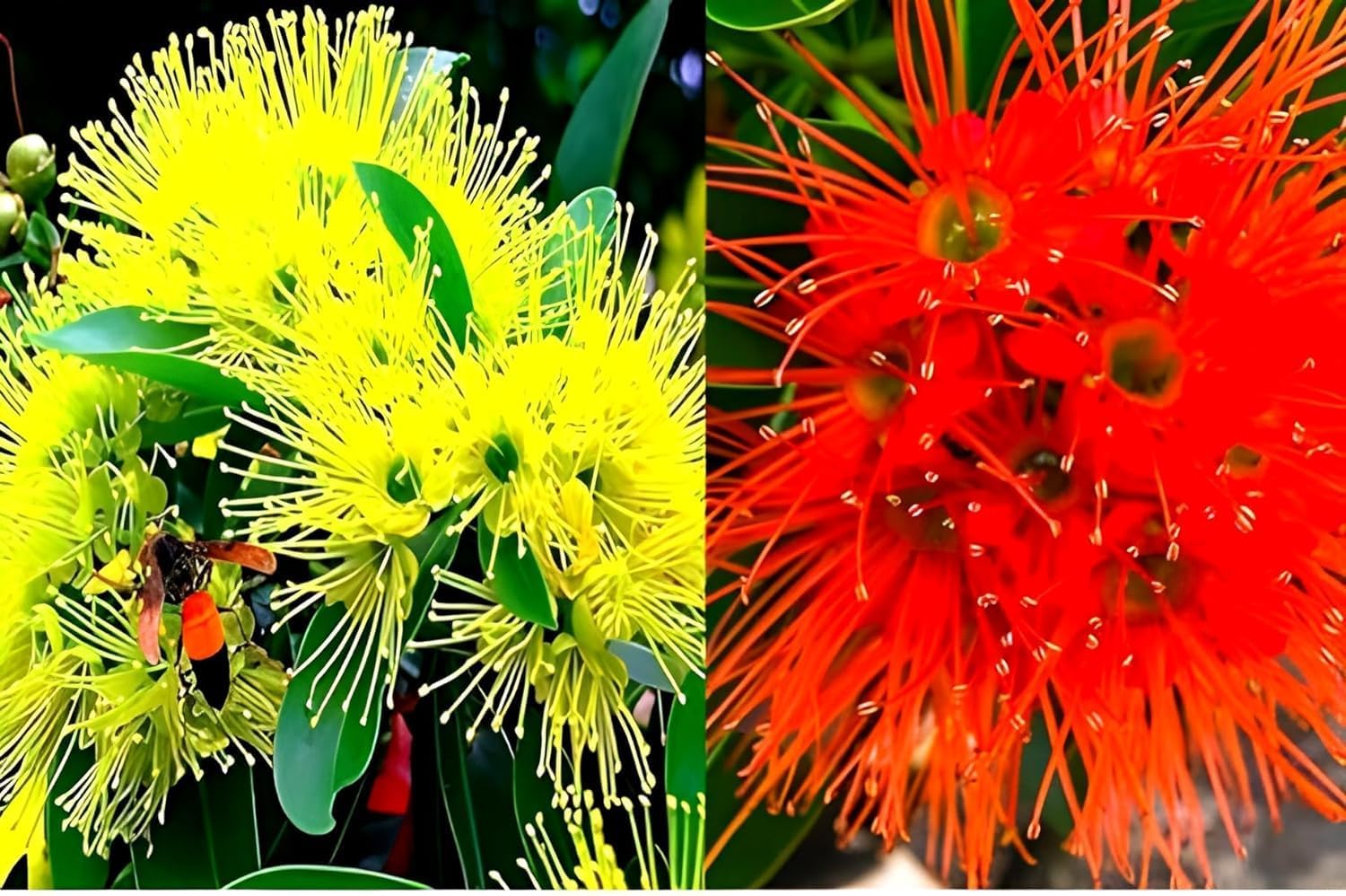 See full amazon price history chart for SEILOZBUNIA FARM -Rare First Love Combo Pack RED || YELLOW Xanthostemon chrysanthus, Golden Penda First Love Fragrant Flower Plant for Home |Terrace | Balcony Garden Healthy Live Plant Pack of 2 SEILOZBUNIA FARM -Rare First Love Combo Pack RED || YELLOW Xanthostemon chrysanthus, Golden Penda First Love Fragrant Flower Plant for Home |Terrace | Balcony Garden Healthy Live Plant Pack of 2 (B0CXMV586H) Amazon Price History, Amazon Price Tracker