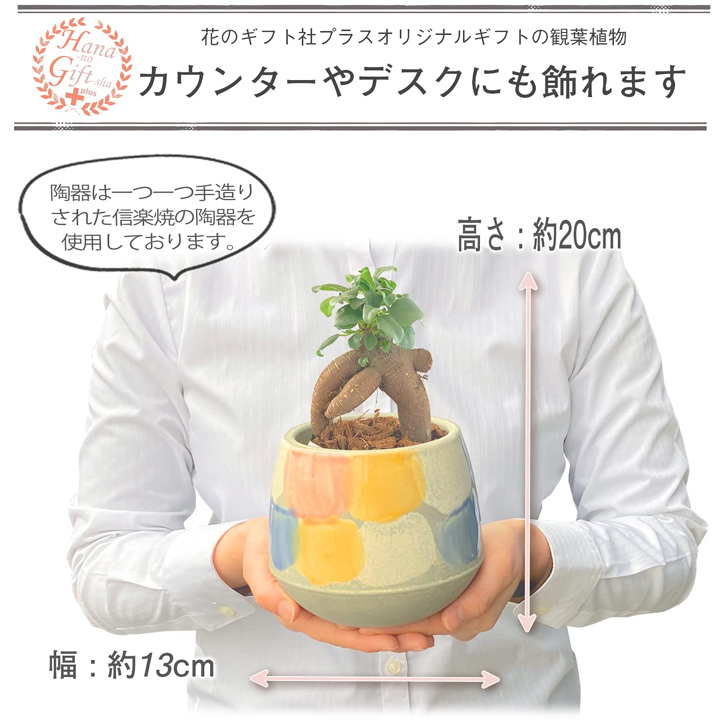 かじゅまる（感謝） かじゅまる様 専用（感謝） 観葉植物 ガジュマル 3号
