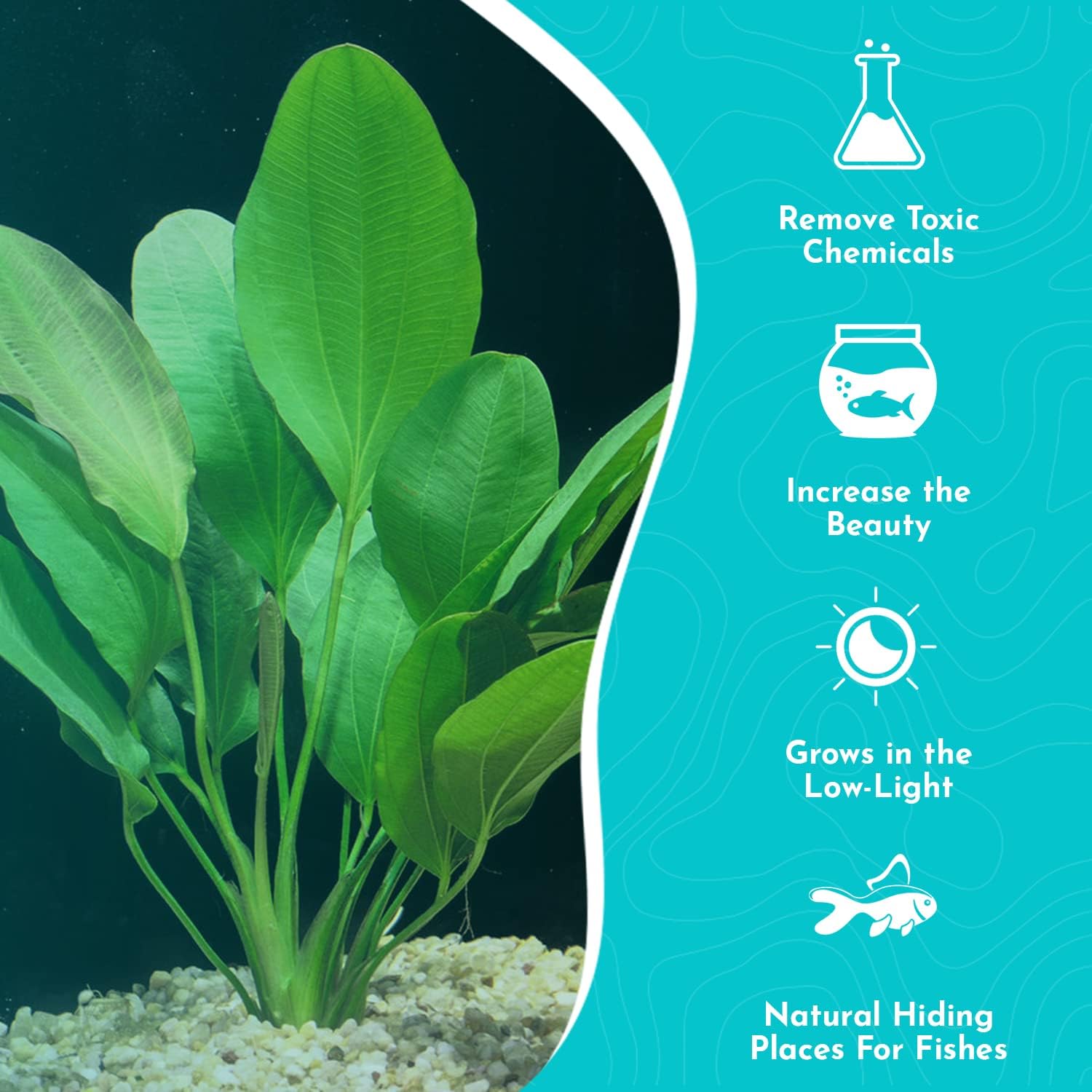 Amazon Melon Sword (Echinodorus Osiris) - Live Aquarium Plant - Freshwater - Medium Light