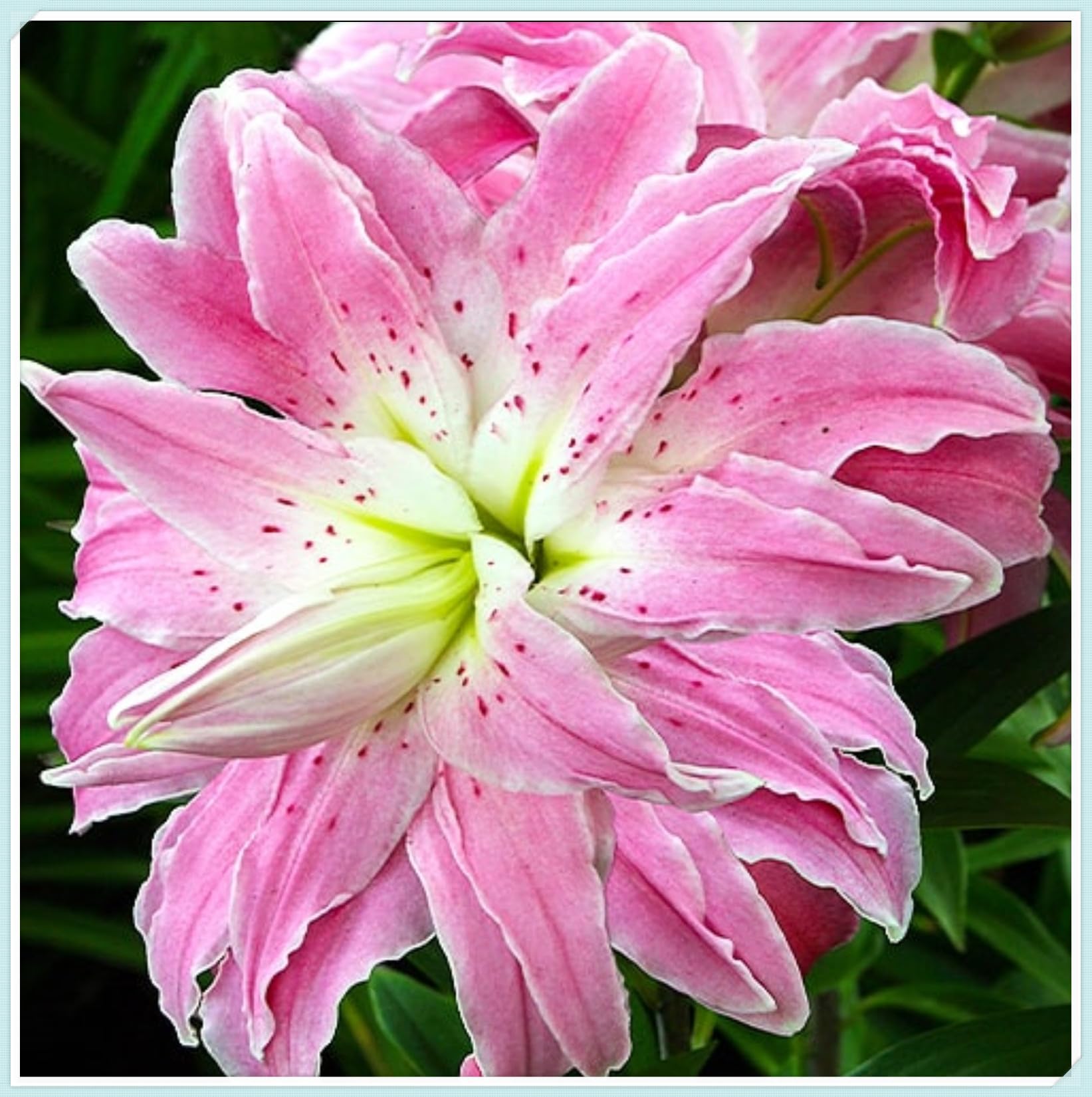 Lily Bulbs for Planting Now UK Perennial Excellent Display Plant Bulbs Greening Flower Ornamental Good for Containers Natural Organic Perennial Easy Plant-4bulbs-M