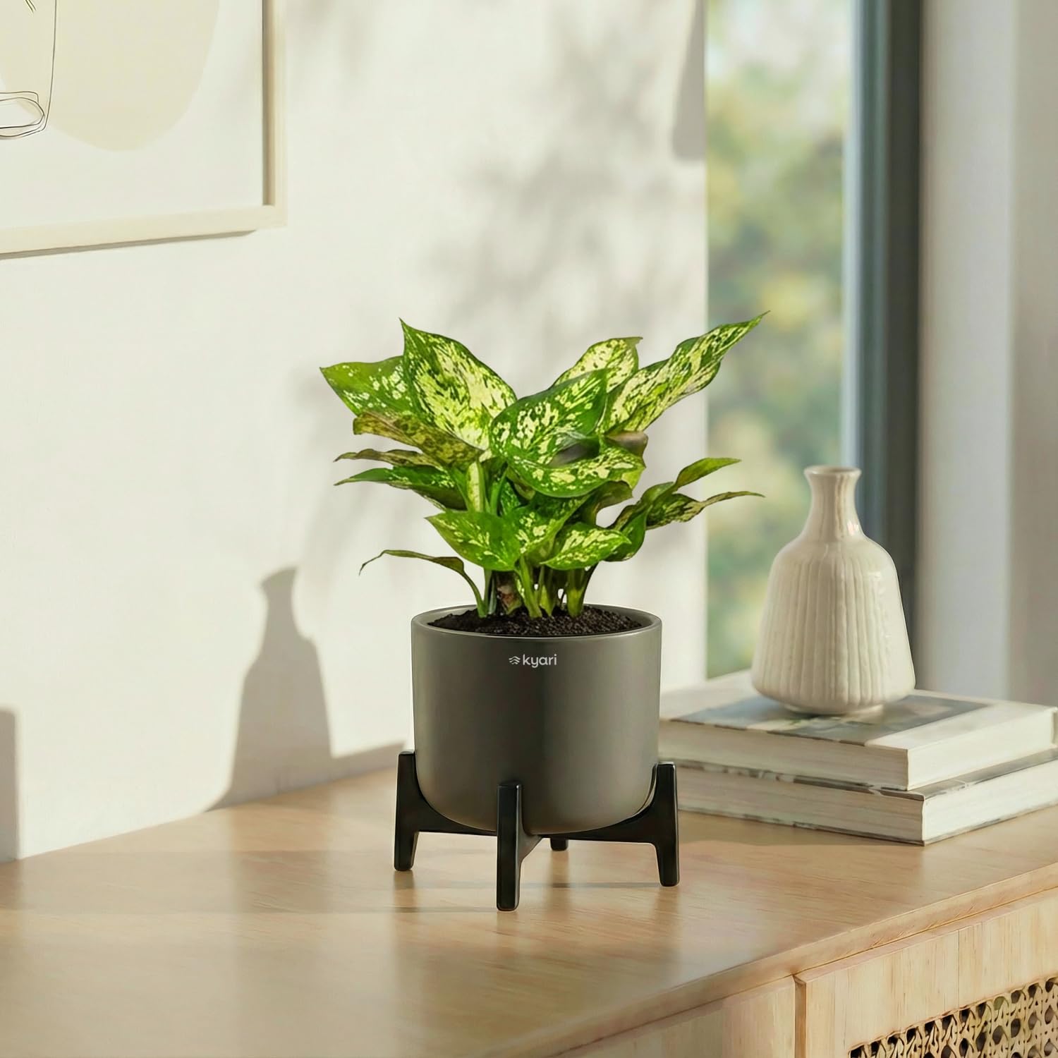 Kyari Aglaonema Snow White Live Indoor Plant with Aira Self Watering Pot (dark grey)